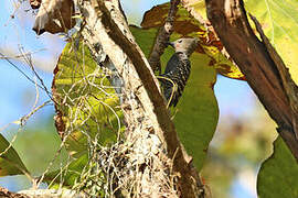 Zebra Woodpecker