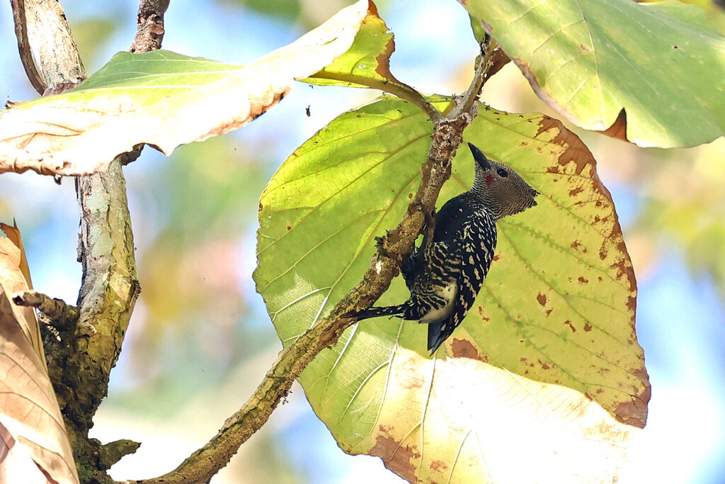 Zebra Woodpecker male adult