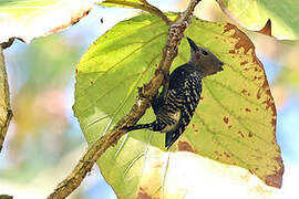 Zebra Woodpecker
