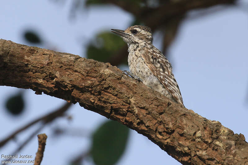 Checkered Woodpecker female adult, identification