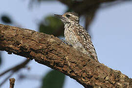 Checkered Woodpecker