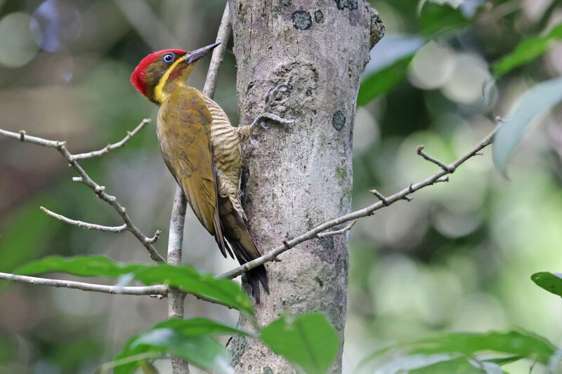 Golden-green Woodpecker male adult