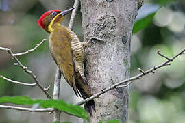 Golden-green Woodpecker