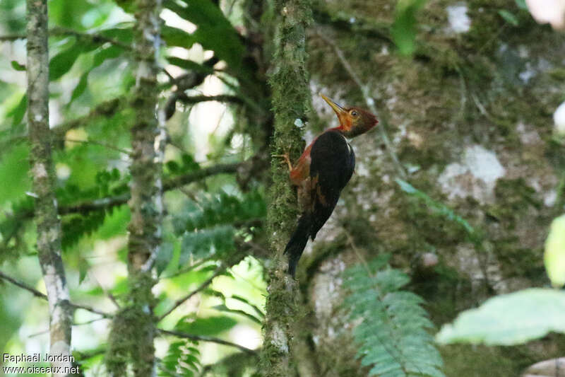 Orange-backed Woodpecker male adult