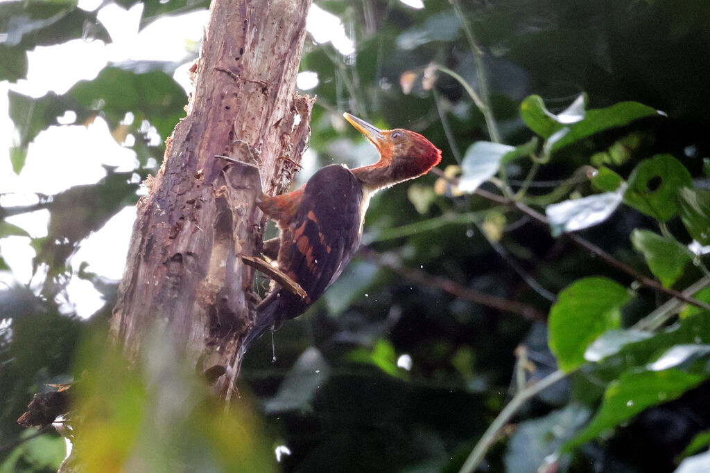 Orange-backed Woodpecker