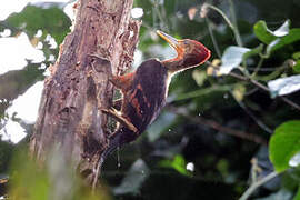 Orange-backed Woodpecker