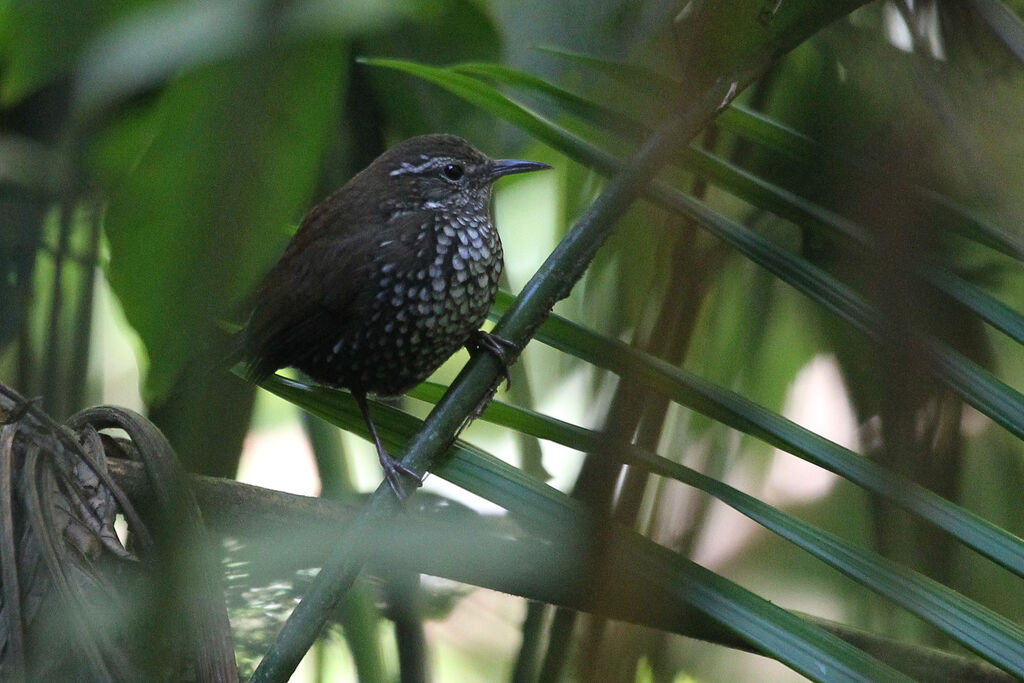 Sharp-tailed Streamcreeperadult