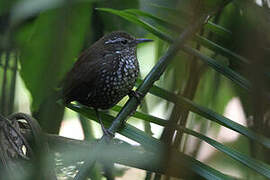 Sharp-tailed Streamcreeper