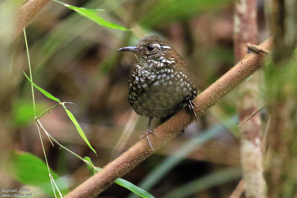 Sharp-tailed Streamcreeperadult, close-up portrait