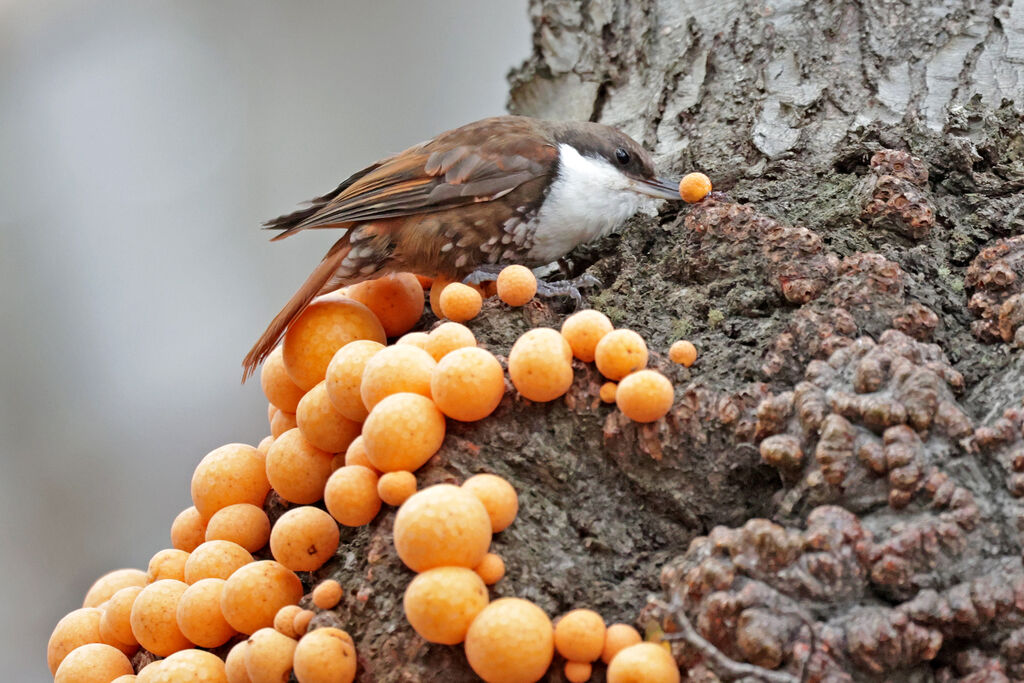 White-throated Treerunner