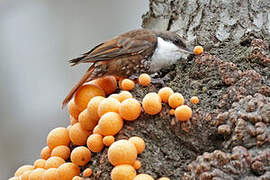 White-throated Treerunner