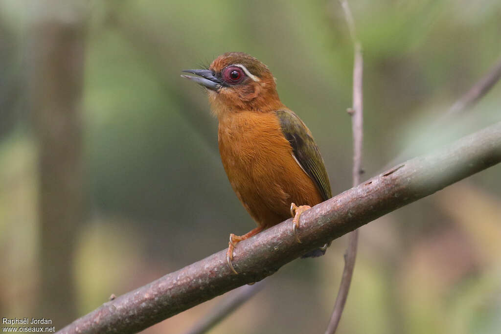 White-browed Piculetadult, identification