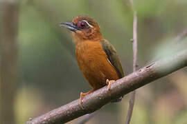 White-browed Piculet