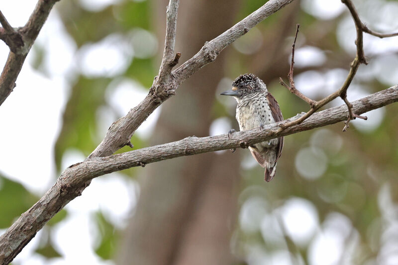 White-bellied Piculetadult