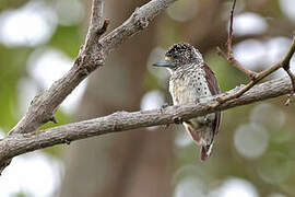 White-bellied Piculet