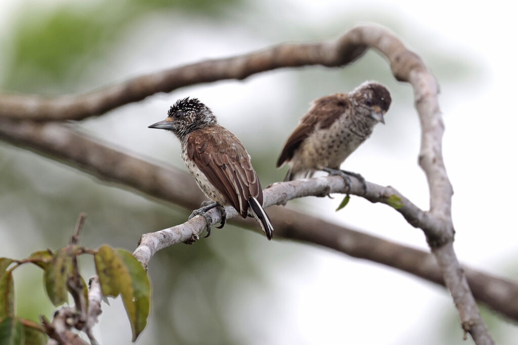 White-bellied Piculet