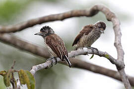 White-bellied Piculet