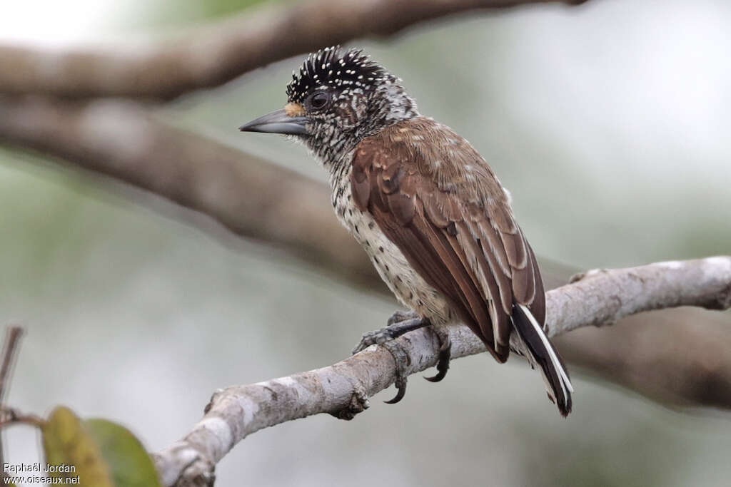 White-bellied Piculet