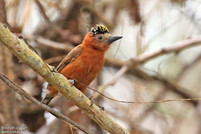 Chestnut Piculet male adult, identification