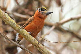 Chestnut Piculet