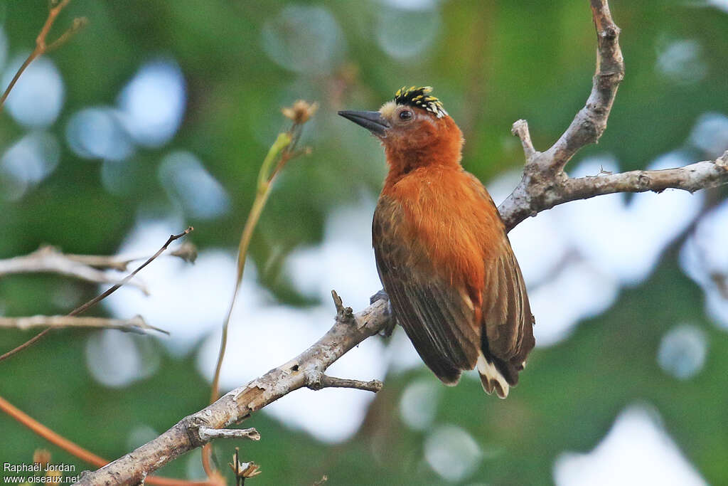 Chestnut Piculet male adult, pigmentation