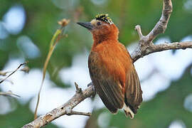 Chestnut Piculet