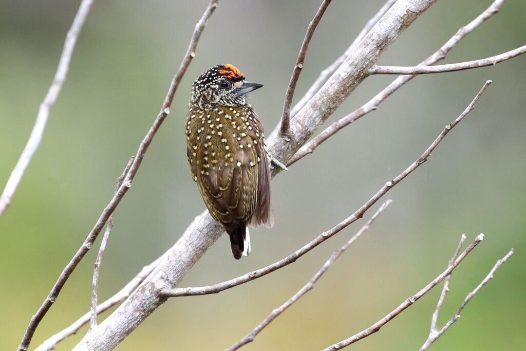 Golden-spangled Piculet male adult