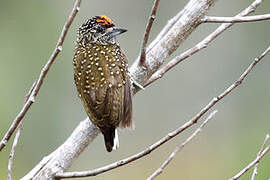 Golden-spangled Piculet