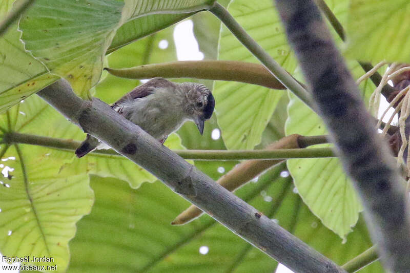Plain-breasted Piculet female adult, identification