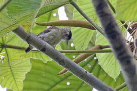 Plain-breasted Piculet