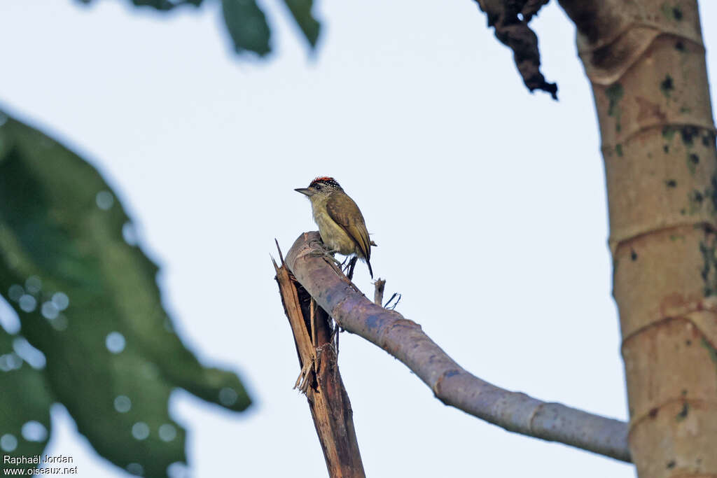 Fine-barred Piculet male adult