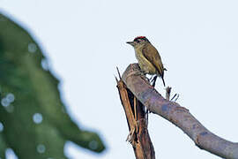 Fine-barred Piculet