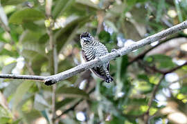 Orinoco Piculet