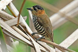 Ochre-collared Piculet