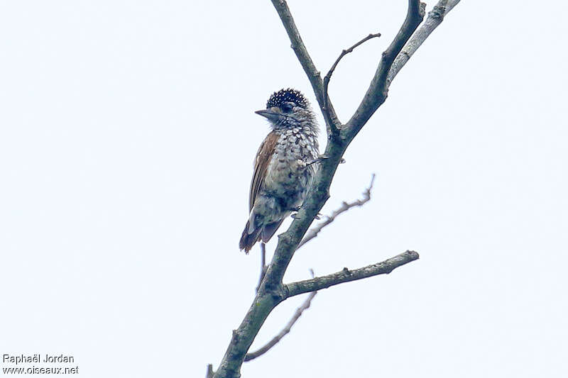 White-wedged Piculet female adult, identification