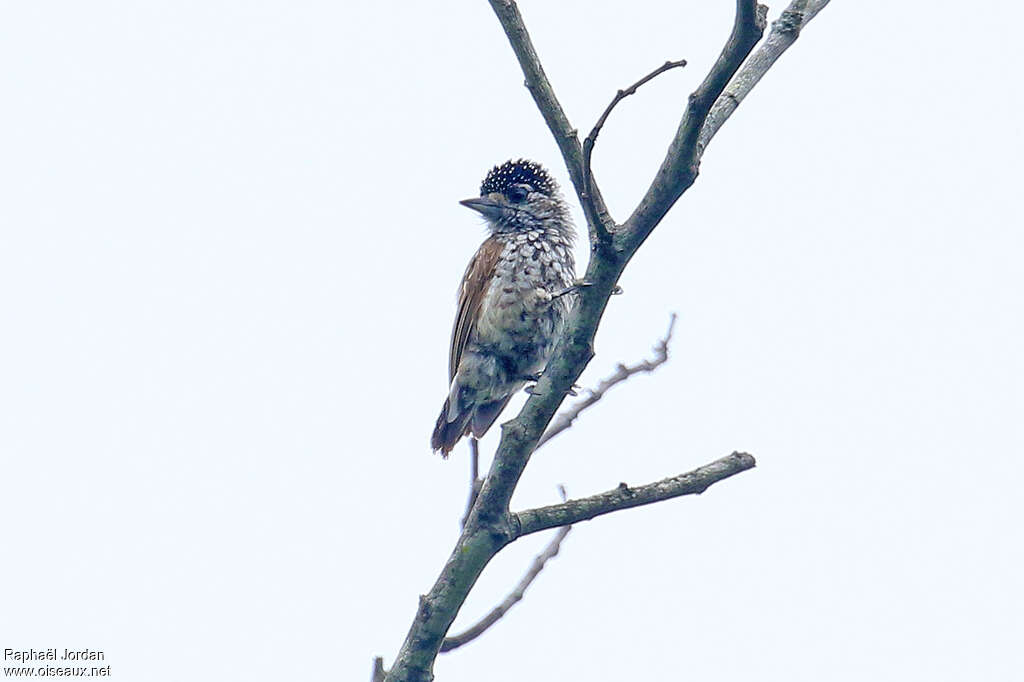 Picumne noir et blanc femelle adulte, identification