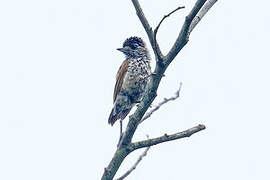 White-wedged Piculet