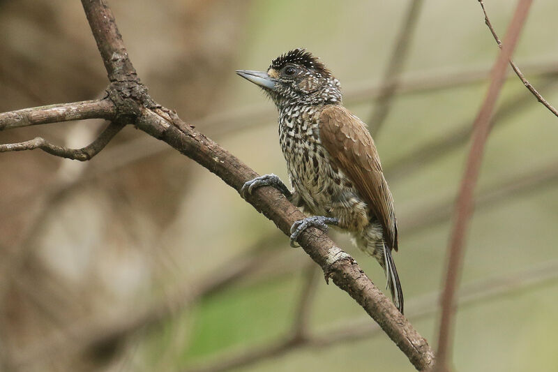 White-wedged Piculet female adult