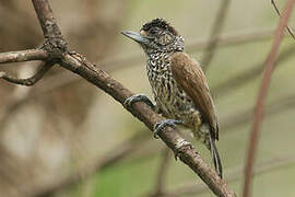 White-wedged Piculet