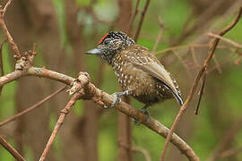 Spotted Piculet