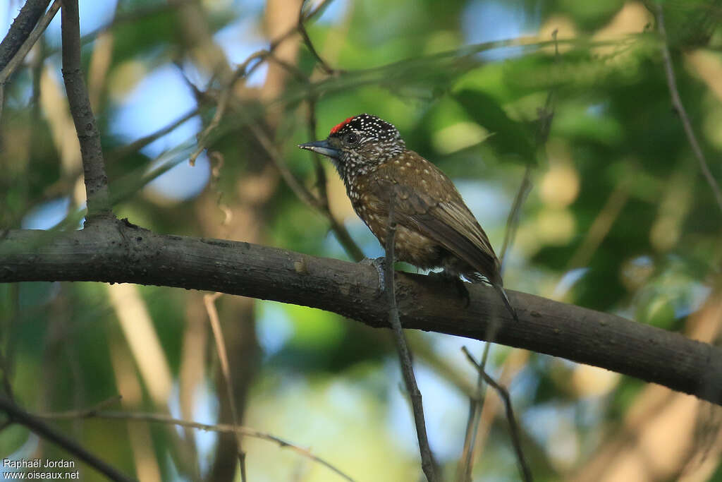 Picumne ocellé mâle adulte, identification