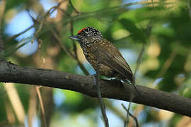 Spotted Piculet