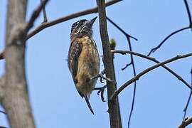 Ochraceous Piculet