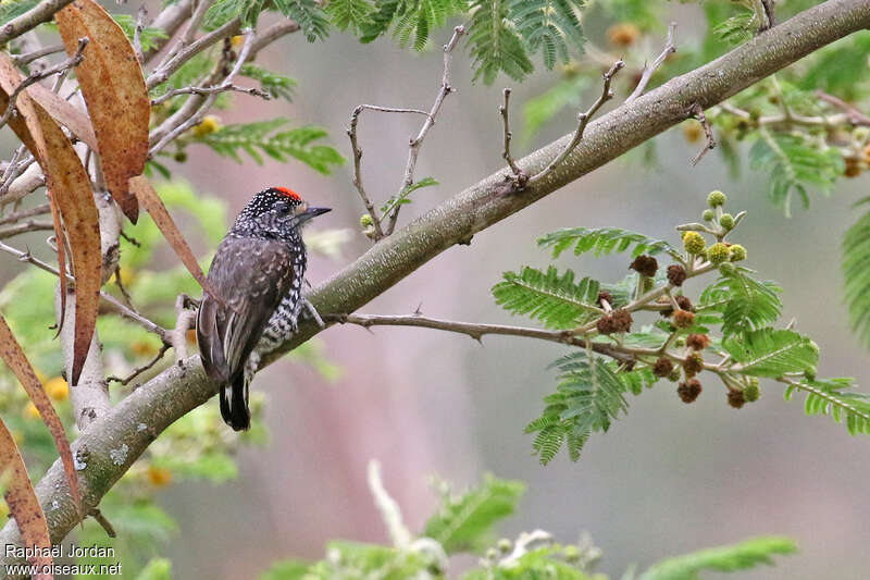 Speckle-chested Piculet male adult, identification