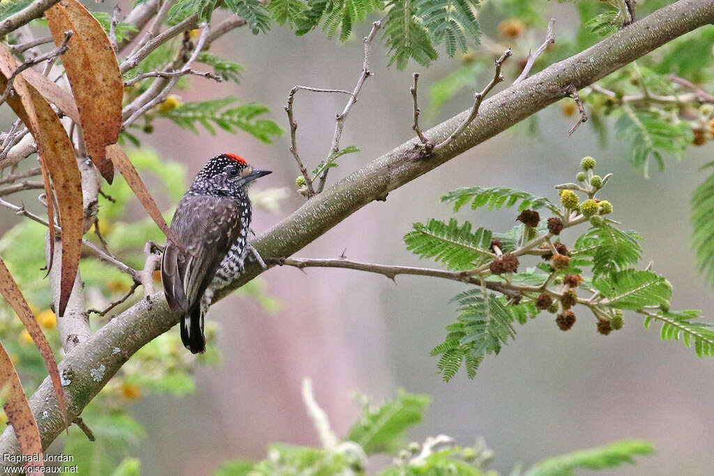 Speckle-chested Piculet male adult, identification