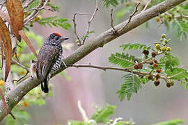 Speckle-chested Piculet