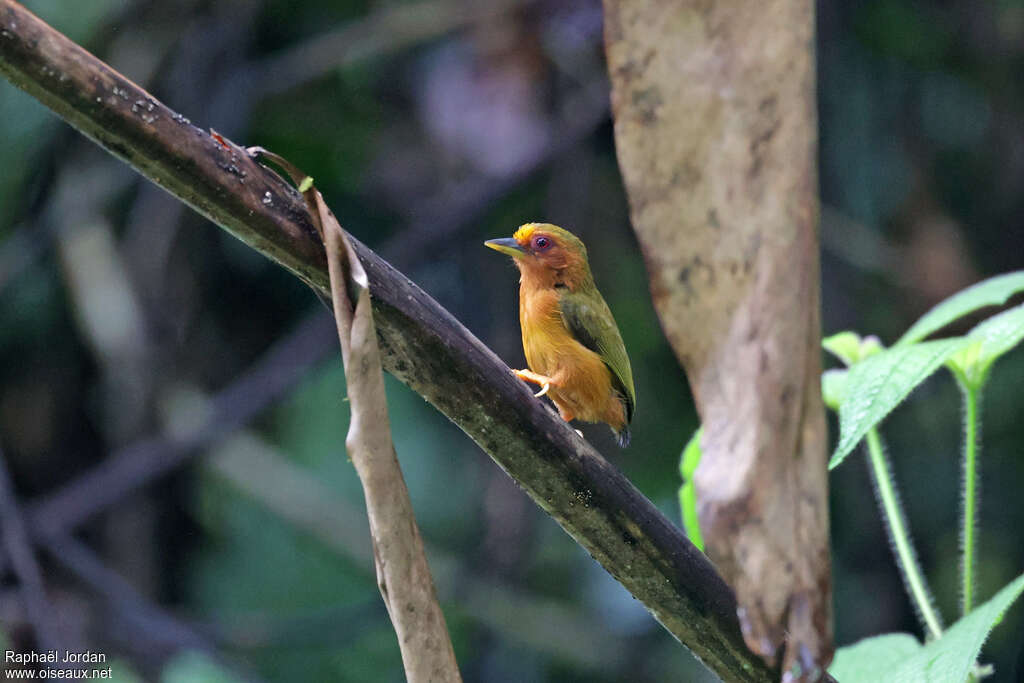 Rufous Piculetadult