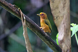 Rufous Piculet