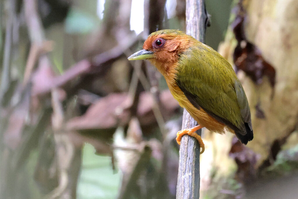 Rufous Piculet