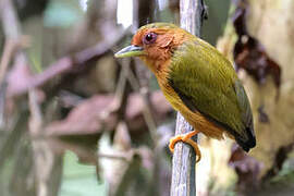 Rufous Piculet